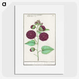 1-15_Anselmus-Boetius-de-Boodt_picture