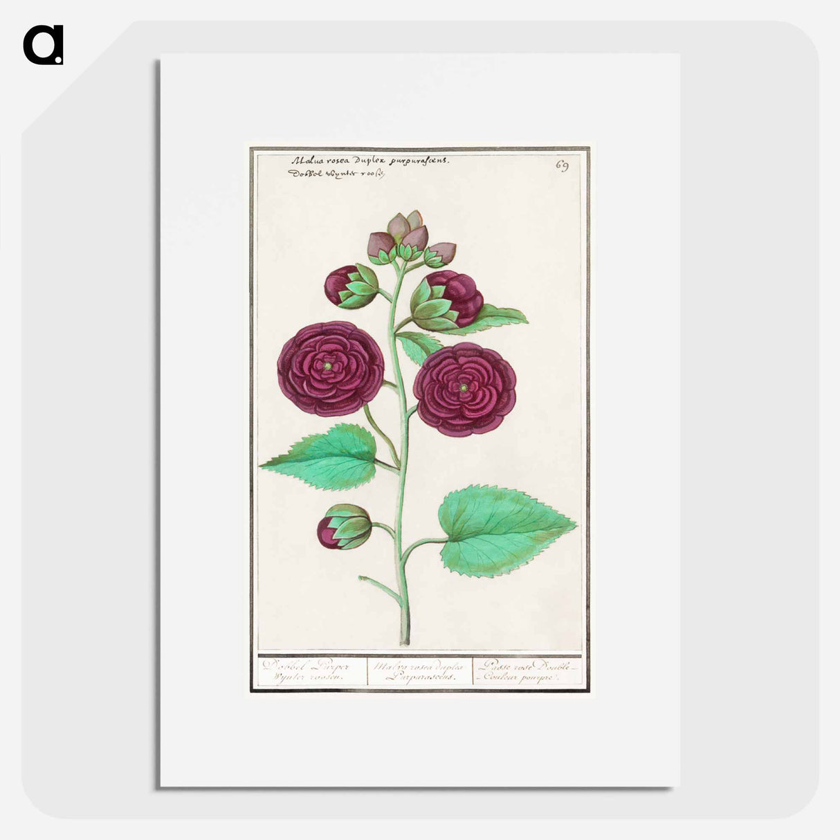 Hollyhock - アンセルムス ボエティウス デ ブート Poster.