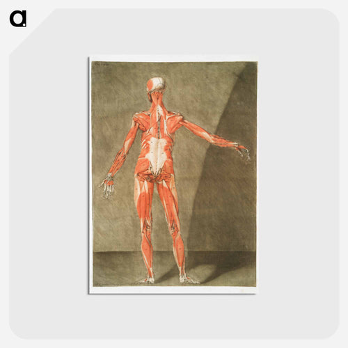 This fascinating collection of anatomical illustrations - アルノルド エロイ ゴーティエ ダゴティ Postcard.