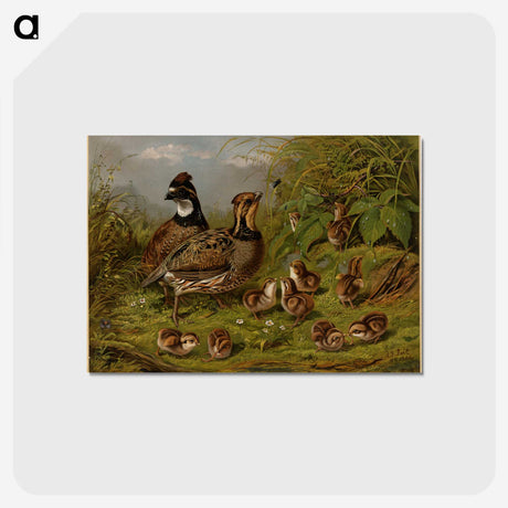 1-15_Arthur-Fitzwilliam-Tait_postcard