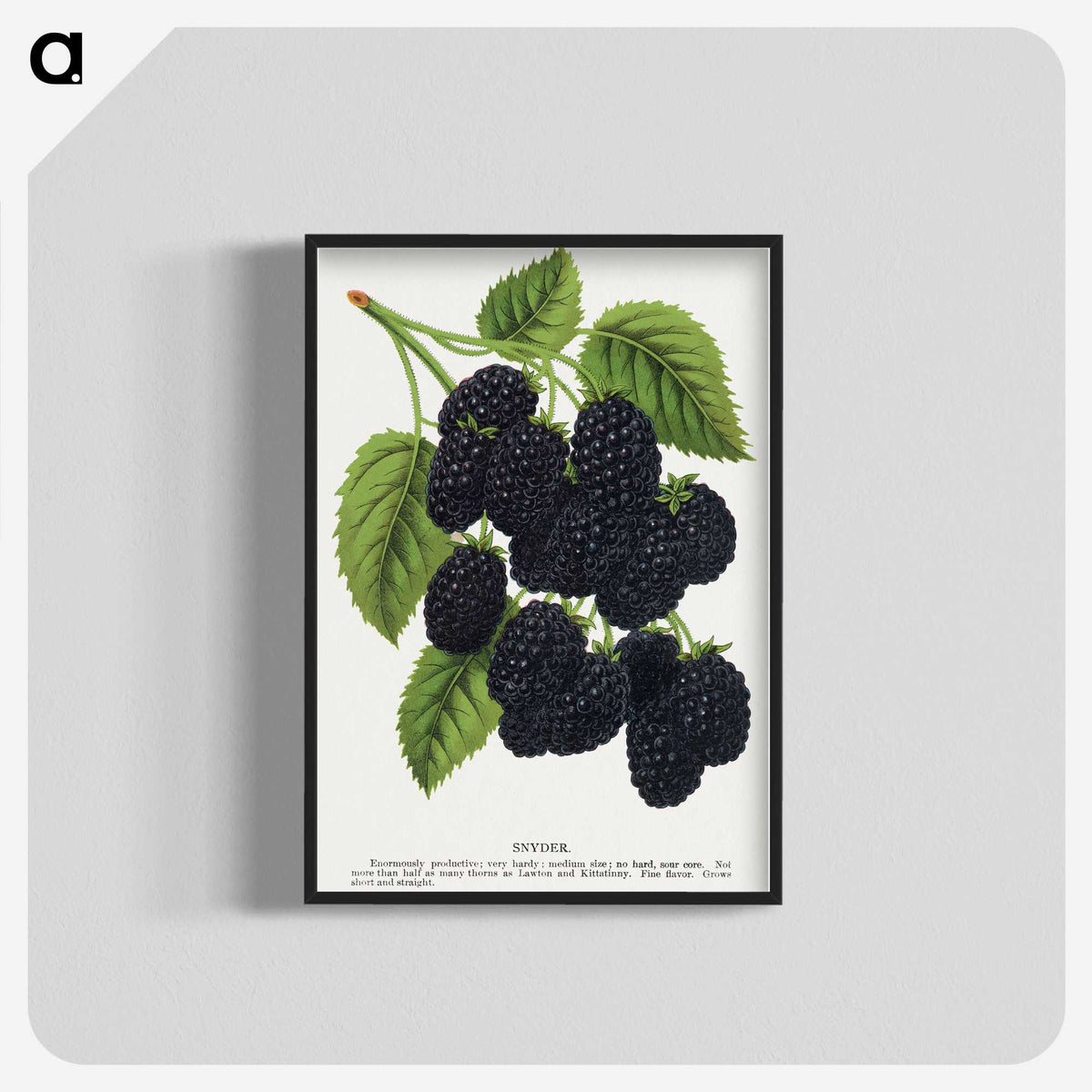 1-15_Botanical-Specimen-Plates_blk-crop