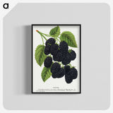 1-15_Botanical-Specimen-Plates_blk-crop