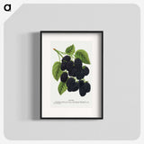 1-15_Botanical-Specimen-Plates_blk