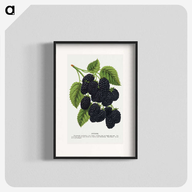 1-15_Botanical-Specimen-Plates_blk