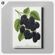 1-15_Botanical-Specimen-Plates_canvas