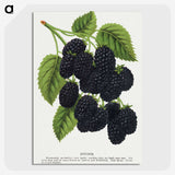 1-15_Botanical-Specimen-Plates_picture-crop