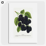 1-15_Botanical-Specimen-Plates_picture