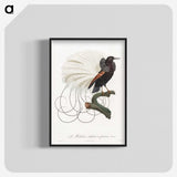 1-15_Des-Oiseaux-de-Paradis_blk-crop