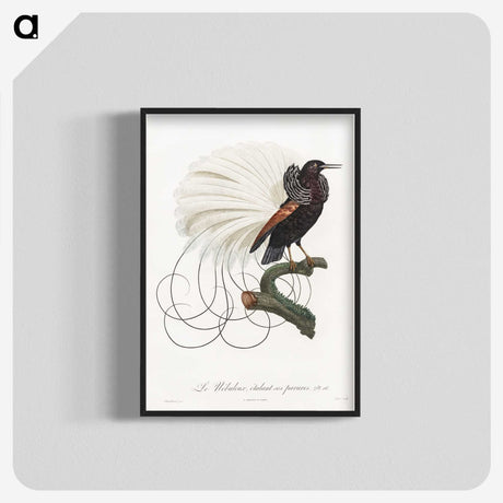 1-15_Des-Oiseaux-de-Paradis_blk-crop