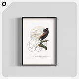 1-15_Des-Oiseaux-de-Paradis_blk
