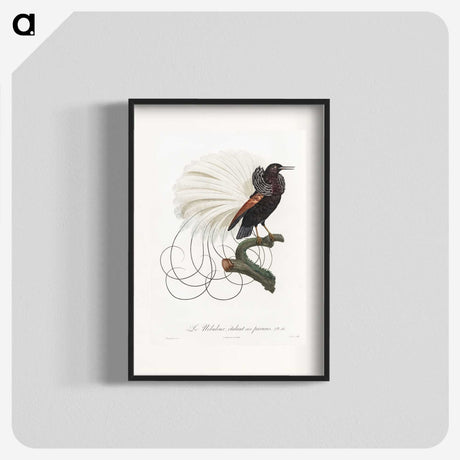 1-15_Des-Oiseaux-de-Paradis_blk