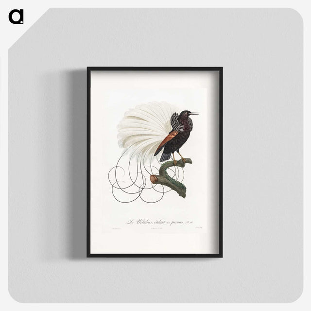 1-15_Des-Oiseaux-de-Paradis_blk