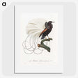 1-15_Des-Oiseaux-de-Paradis_picture