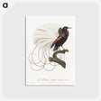 1-15_Des-Oiseaux-de-Paradis_postcard