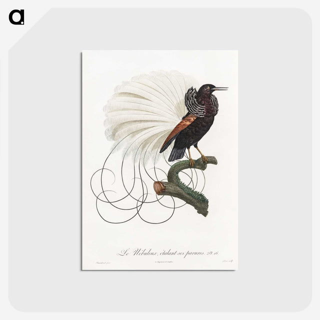 1-15_Des-Oiseaux-de-Paradis_postcard