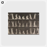 アートポストカード-Stooping and Kneeling
 - エドワード マイブリッジ Postcard.