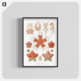 1-15_Ernst-Haeckel_blk-crop