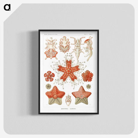 1-15_Ernst-Haeckel_blk-crop
