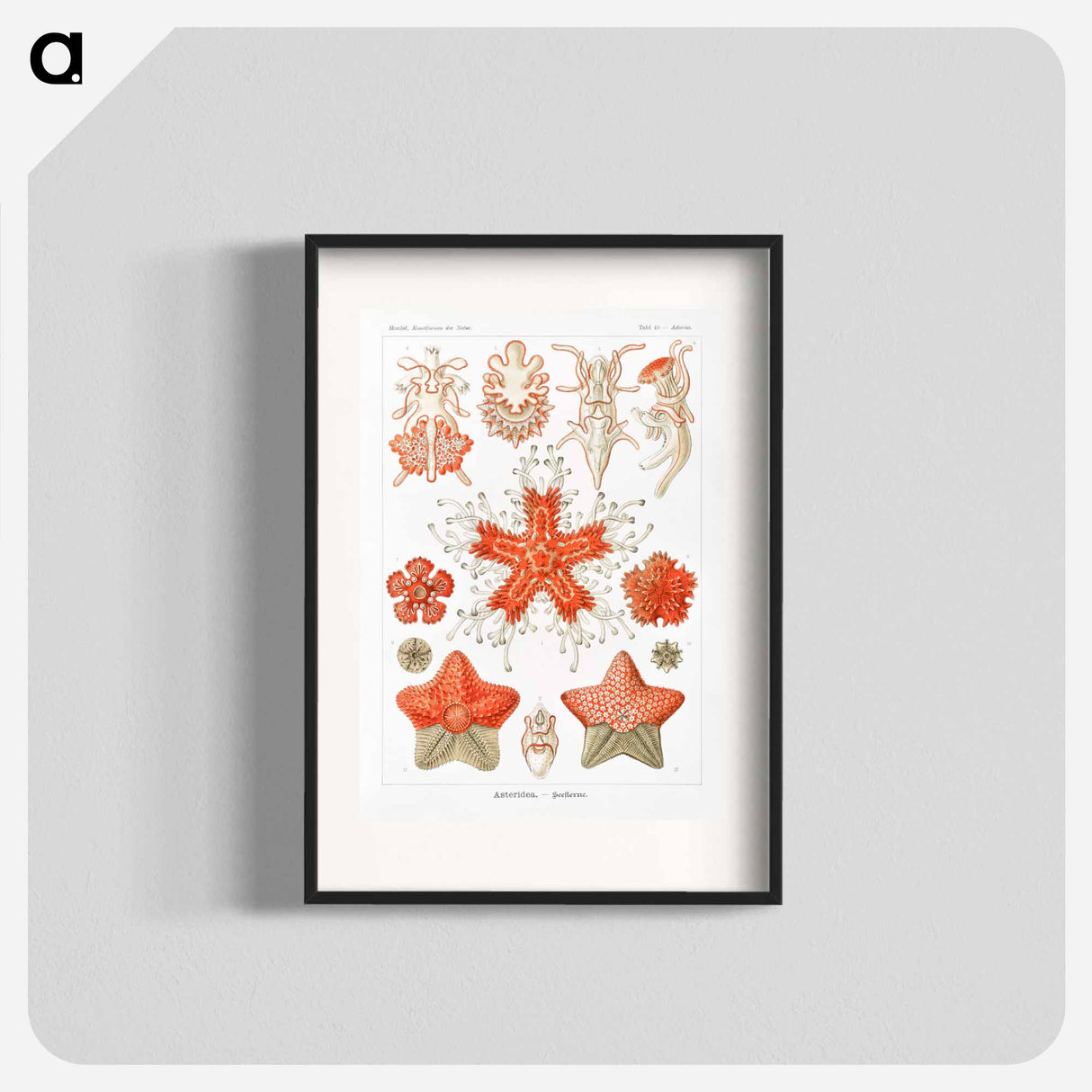 Asteridea–Seesterne from Kunstformen der Natur - エルンスト ヘッケル Poster.