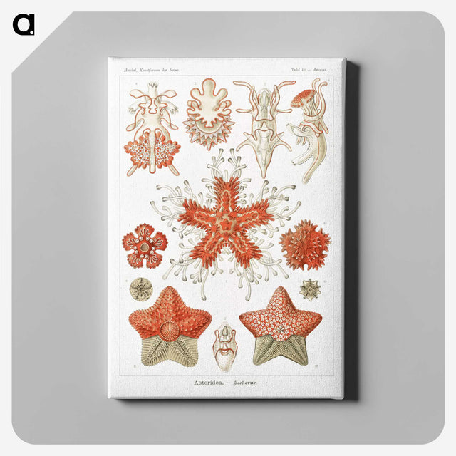 1-15_Ernst-Haeckel_canvas