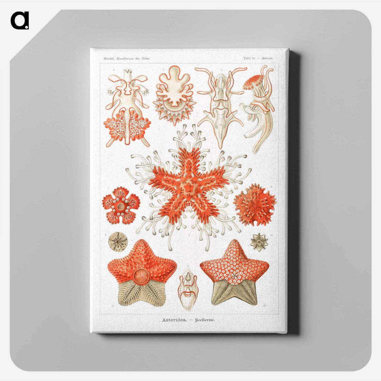 Asteridea–Seesterne from Kunstformen der Natur - エルンスト ヘッケル Canvas.