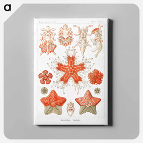 アートパネル-Asteridea–Seesterne from Kunstformen der Natur - エルンスト ヘッケル Canvas.