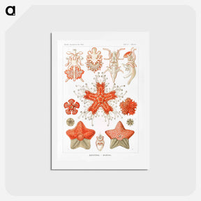 アートポストカード-Asteridea–Seesterne from Kunstformen der Natur - エルンスト ヘッケル Postcard.