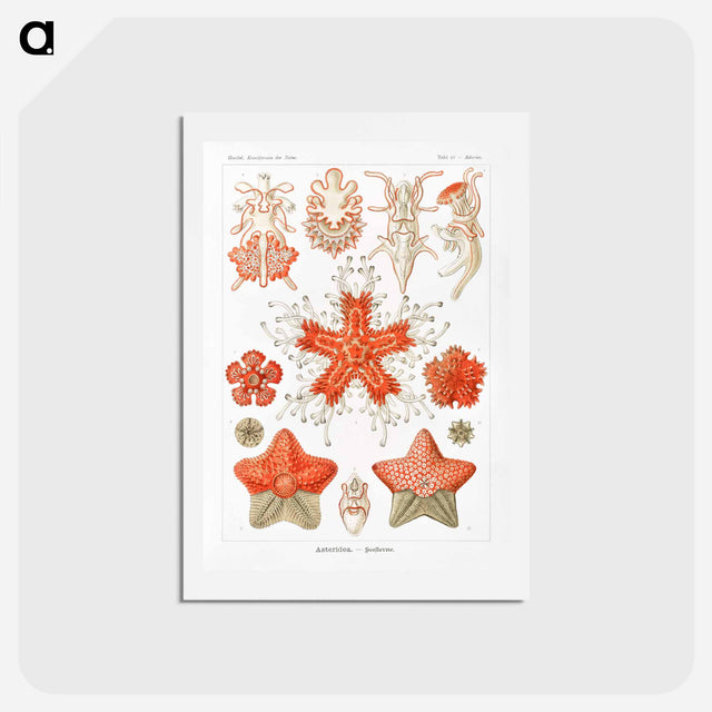 アートポストカード-Asteridea–Seesterne from Kunstformen der Natur - エルンスト ヘッケル Postcard.