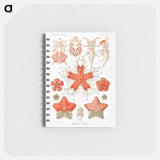 アートメモ帳-Asteridea–Seesterne from Kunstformen der Natur - エルンスト ヘッケル Memo.