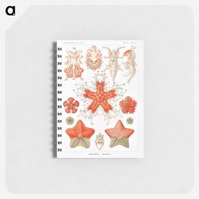 アートメモ帳-Asteridea–Seesterne from Kunstformen der Natur - エルンスト ヘッケル Memo.