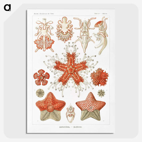 1-15_Ernst-Haeckel_picture-crop