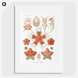 1-15_Ernst-Haeckel_picture