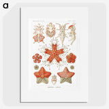 1-15_Ernst-Haeckel_picture