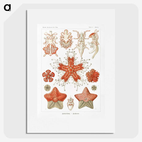 1-15_Ernst-Haeckel_picture
