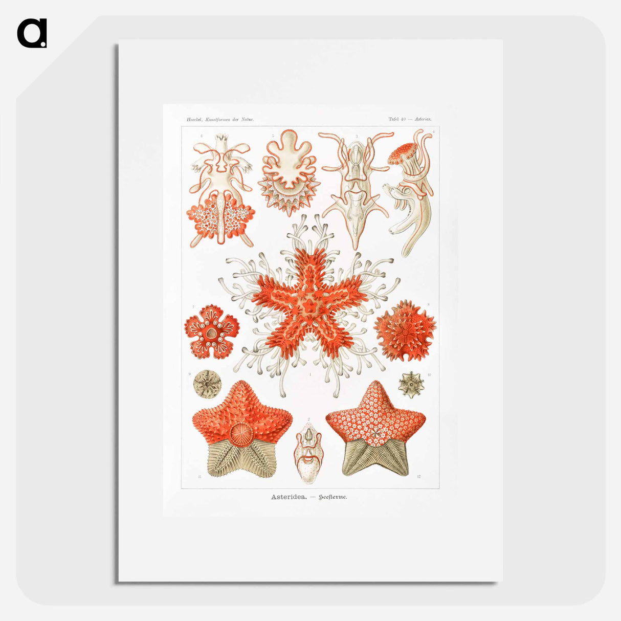 Asteridea–Seesterne from Kunstformen der Natur - エルンスト ヘッケル Poster.