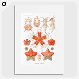 Asteridea–Seesterne from Kunstformen der Natur - エルンスト ヘッケル Poster.