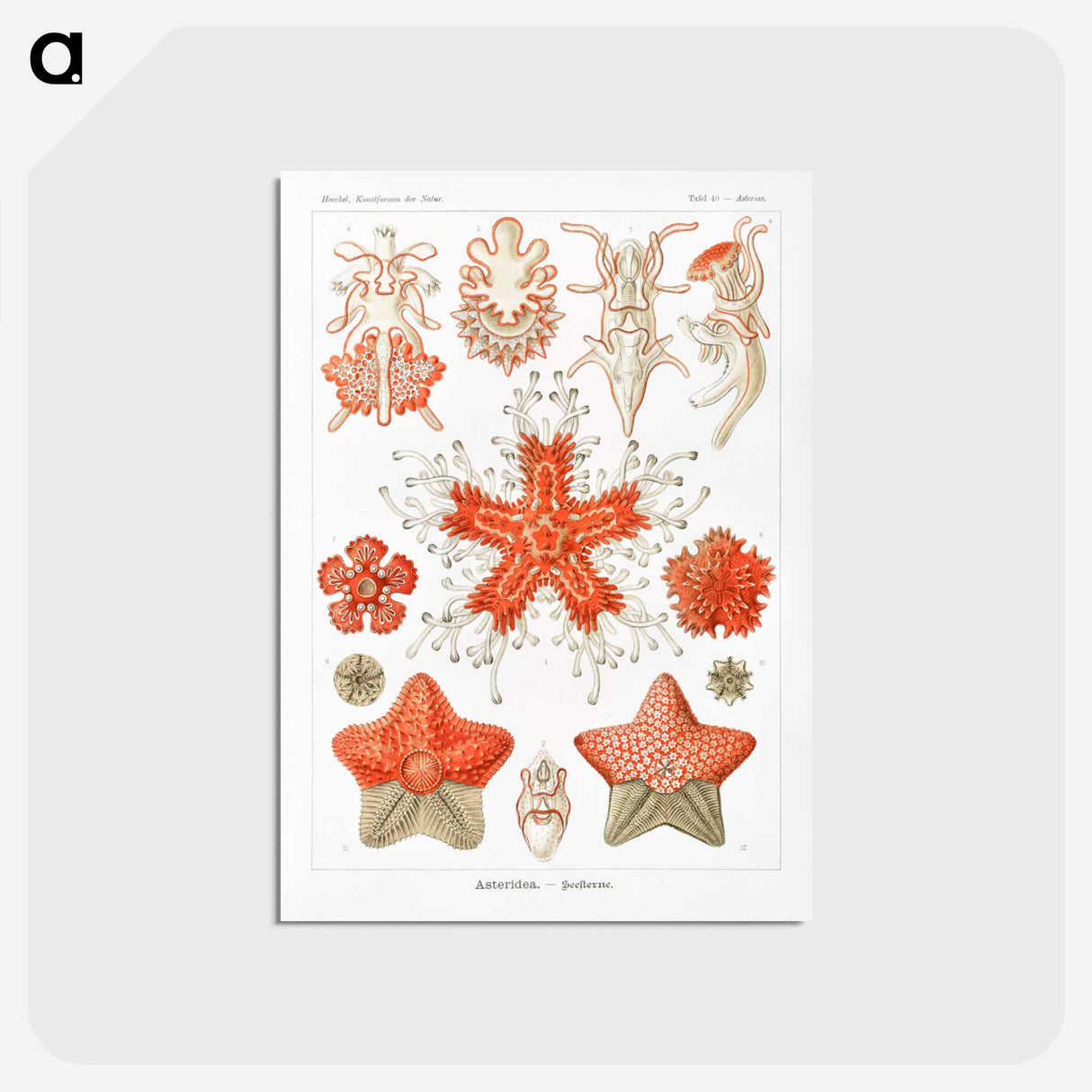アートポストカード-Asteridea–Seesterne from Kunstformen der Natur - エルンスト ヘッケル Postcard.