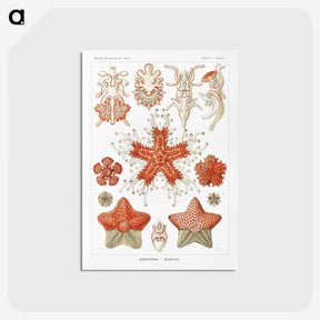 1-15_Ernst-Haeckel_postcard