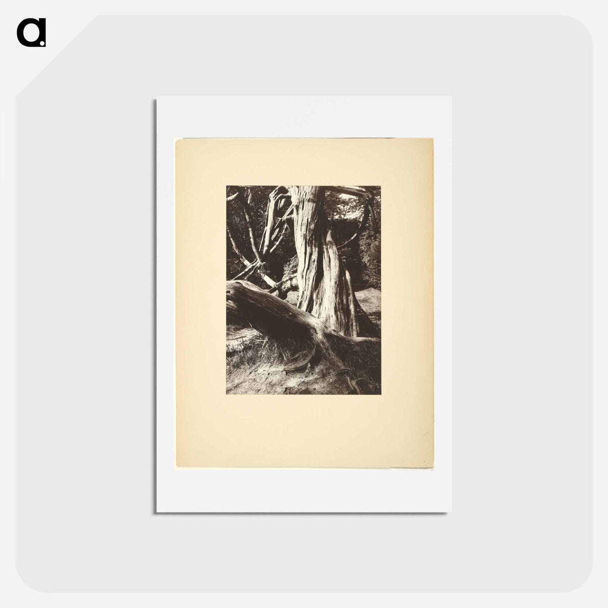 アートポストカード-Sapin, Trianon
 - ウジェーヌ アジェ Postcard.
