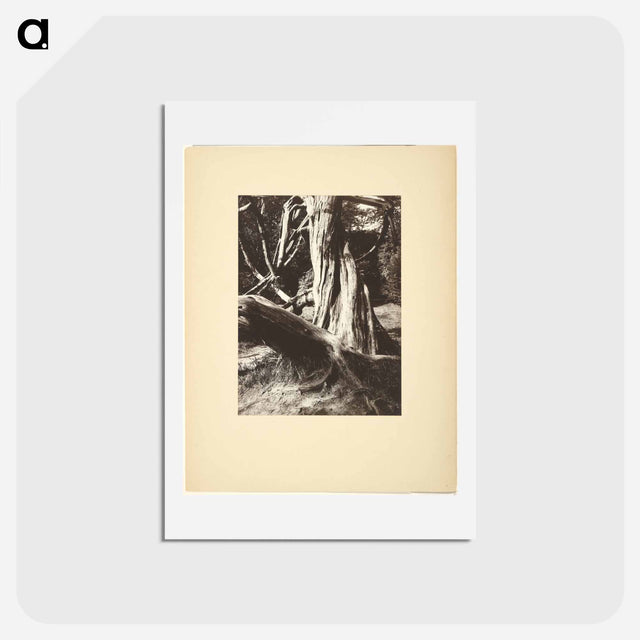 アートポストカード-Sapin, Trianon
 - ウジェーヌ アジェ Postcard.