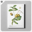 1-15_Georg-Dionysius-Ehret_canvas