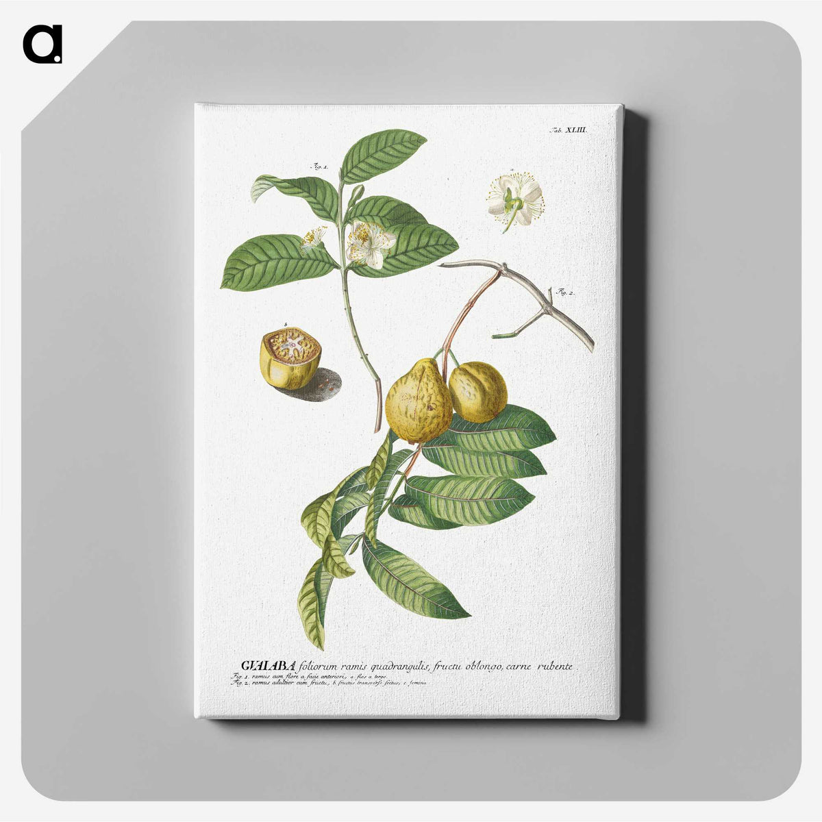 1-15_Georg-Dionysius-Ehret_canvas