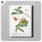 1-15_Georg-Dionysius-Ehret_canvas
