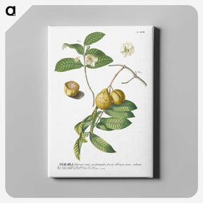 1-15_Georg-Dionysius-Ehret_canvas