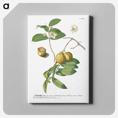 1-15_Georg-Dionysius-Ehret_canvas