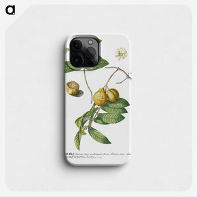 1-15_Georg-Dionysius-Ehret_phone