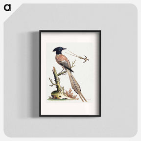 アートポスター-Black and White Crested Bird of Paradise
 - ジョージ エドワーズ Poster.