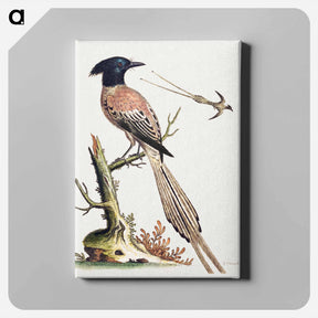 アートパネル-Black and White Crested Bird of Paradise
 - ジョージ エドワーズ Canvas.