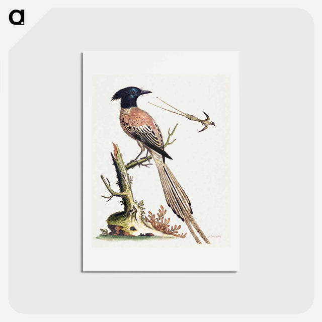 アートポストカード-Black and White Crested Bird of Paradise
 - ジョージ エドワーズ Postcard.