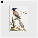 アートポストカード-Black and White Crested Bird of Paradise
 - ジョージ エドワーズ Postcard.
